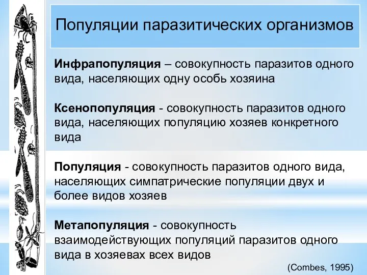 Популяции паразитических организмов Инфрапопуляция – совокупность паразитов одного вида, населяющих одну