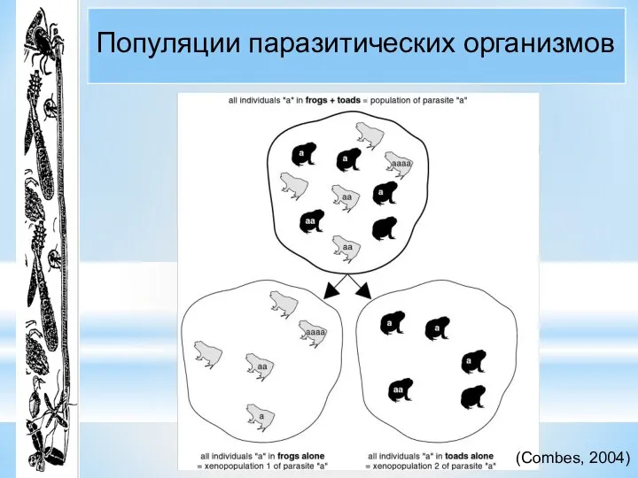 Популяции паразитических организмов (Combes, 2004)