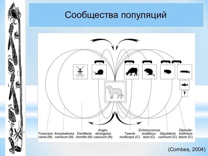 Сообщества популяций (Combes, 2004)