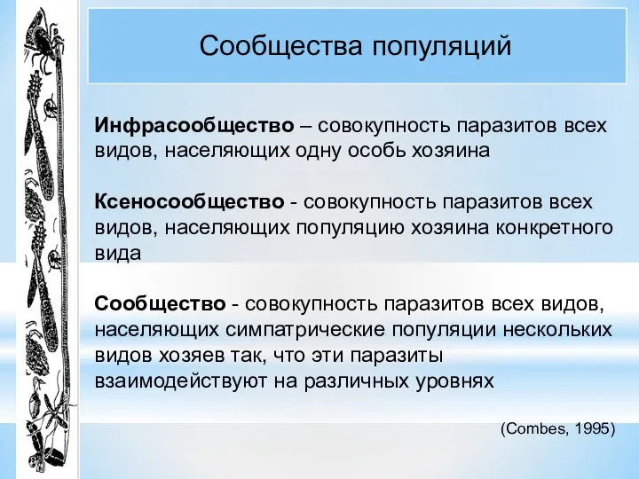 Сообщества популяций Инфрасообщество – совокупность паразитов всех видов, населяющих одну особь