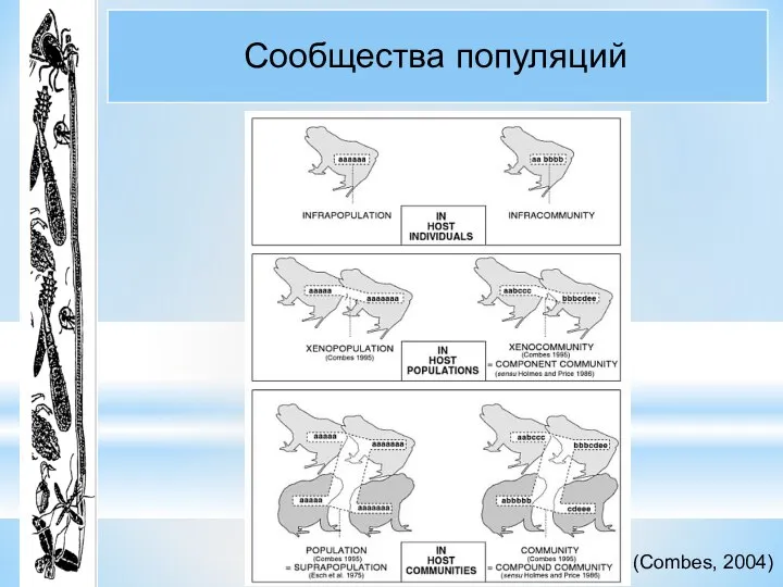 Сообщества популяций (Combes, 2004)