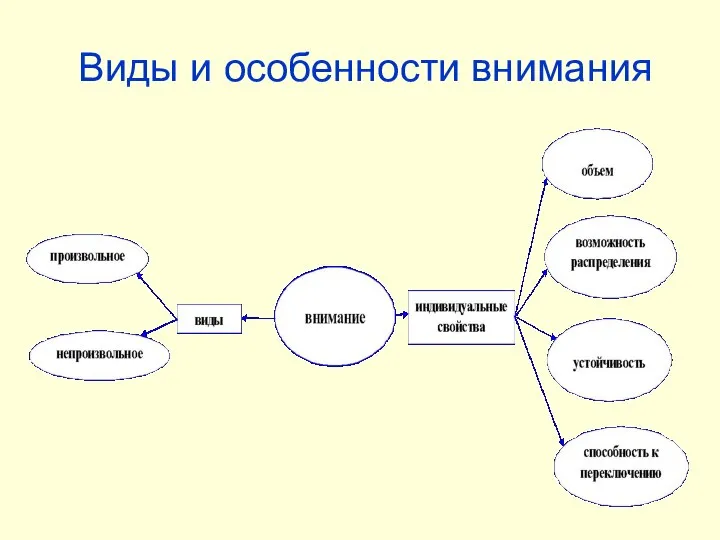 Виды и особенности внимания