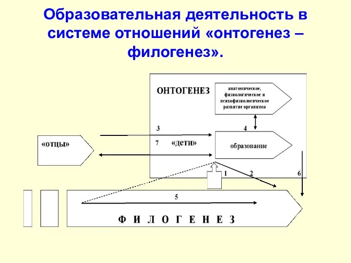 Образовательная деятельность в системе отношений «онтогенез – филогенез».