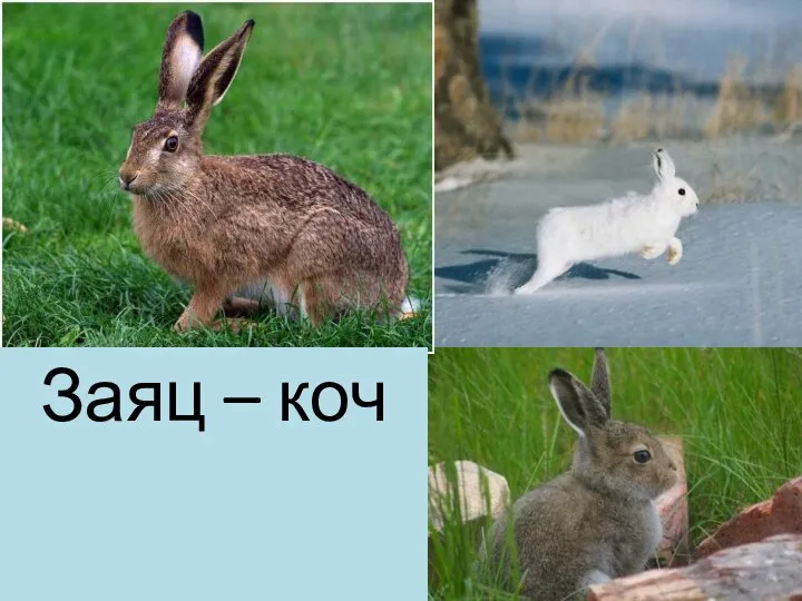 Заяц – коч