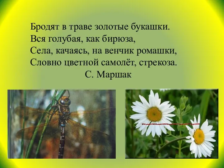 Бродят в траве золотые букашки. Вся голубая, как бирюза, Села, качаясь,