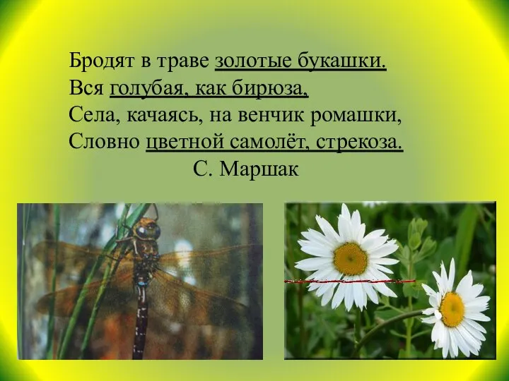 Бродят в траве золотые букашки. Вся голубая, как бирюза, Села, качаясь,