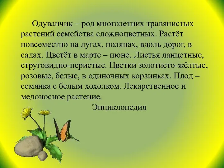 Одуванчик – род многолетних травянистых растений семейства сложноцветных. Растёт повсеместно на