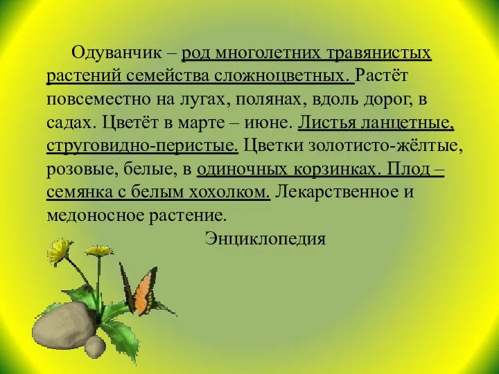 Одуванчик – род многолетних травянистых растений семейства сложноцветных. Растёт повсеместно на