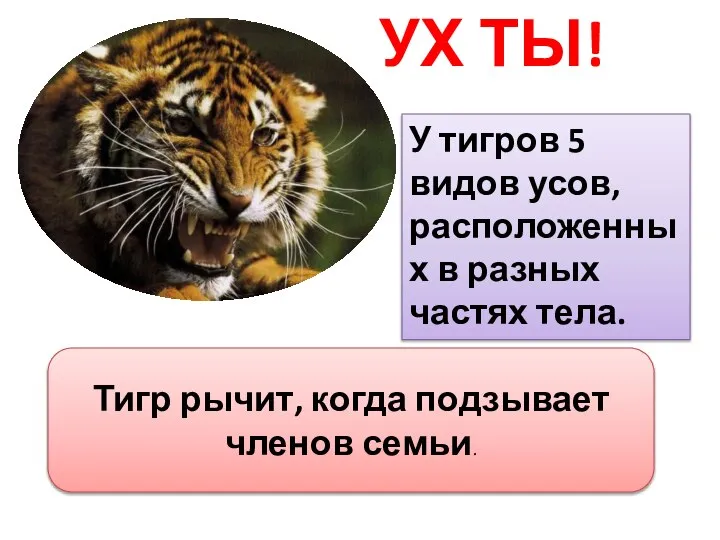 УХ ТЫ! У тигров 5 видов усов, расположенных в разных частях