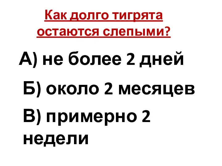 Как долго тигрята остаются слепыми? А) не более 2 дней Б)