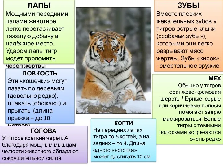 ЛАПЫ Мощными передними лапами животное легко перетаскивает тяжёлую добычу в надёжное