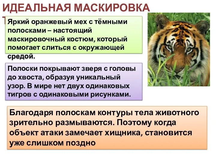 ИДЕАЛЬНАЯ МАСКИРОВКА ТИГРОВ Яркий оранжевый мех с тёмными полосками – настоящий