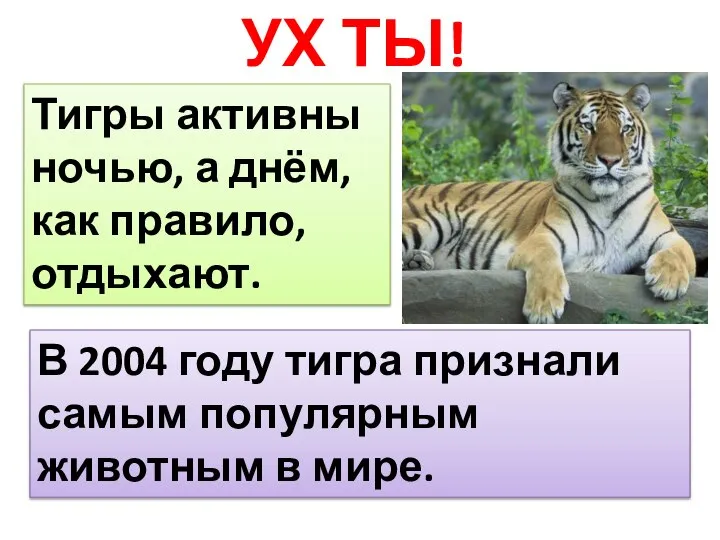 УХ ТЫ! Тигры активны ночью, а днём, как правило, отдыхают. В