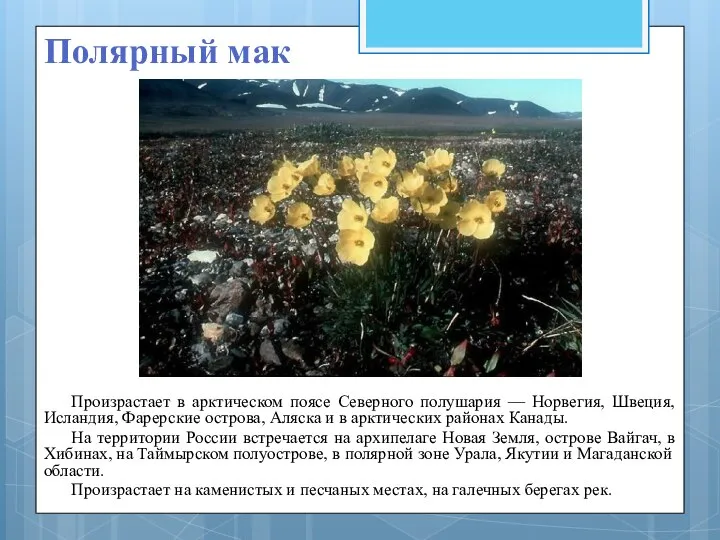 Полярный мак Произрастает в арктическом поясе Северного полушария — Норвегия, Швеция,