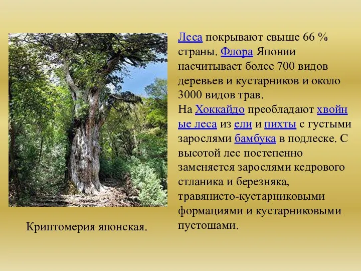 Криптомерия японская. Леса покрывают свыше 66 % страны. Флора Японии насчитывает