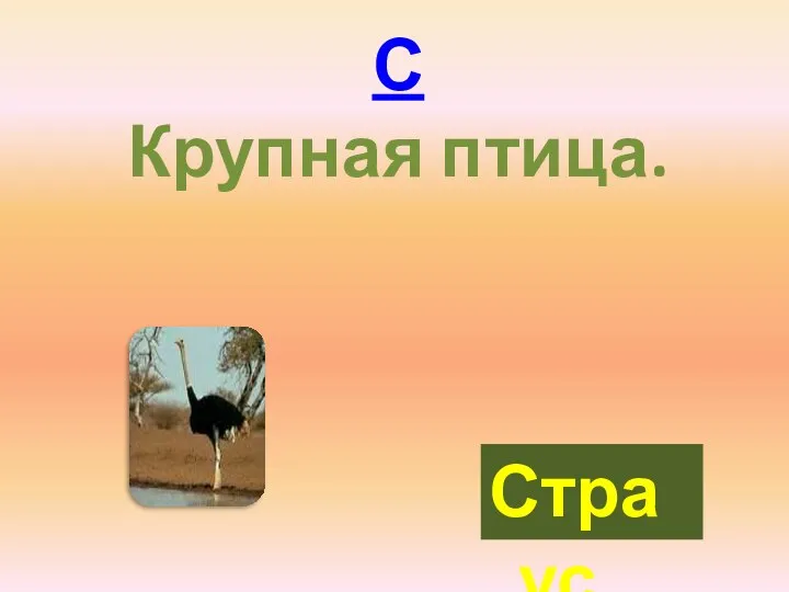 С Крупная птица. Страус