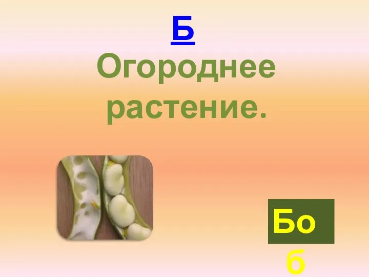 Огороднее растение. Боб Б