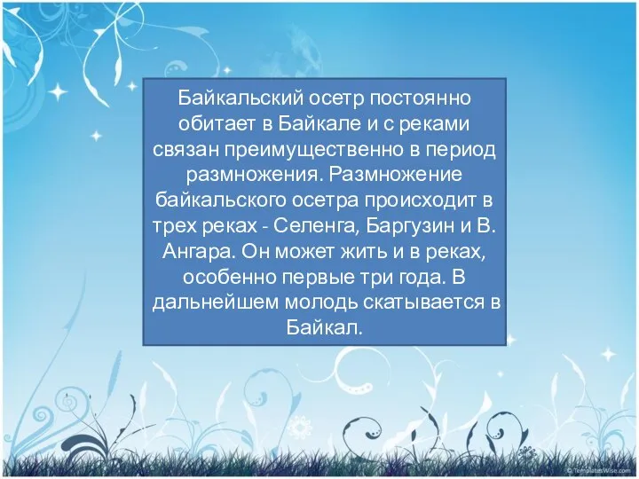 PRESENTATION NAME Company Name Байкальский осетр постоянно обитает в Байкале и
