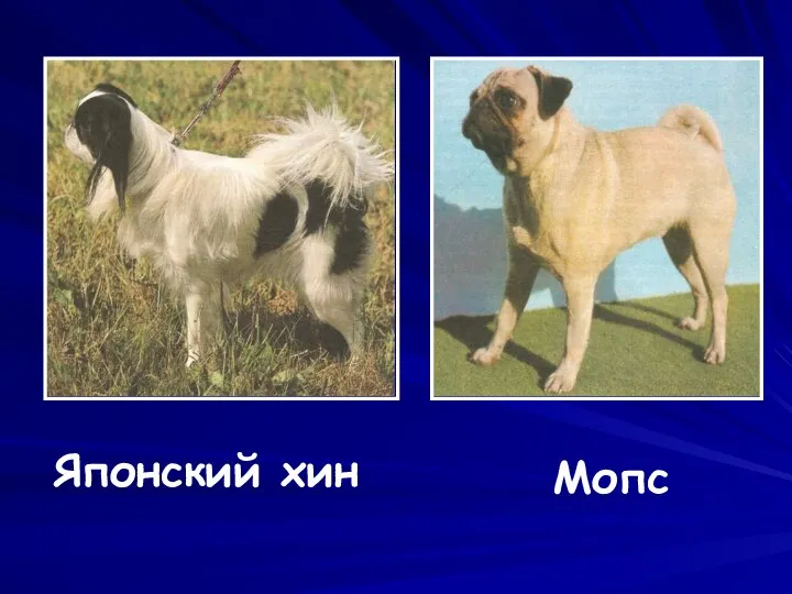 Японский хин Мопс