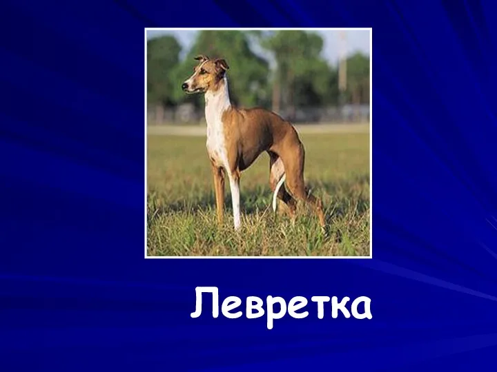 Левретка