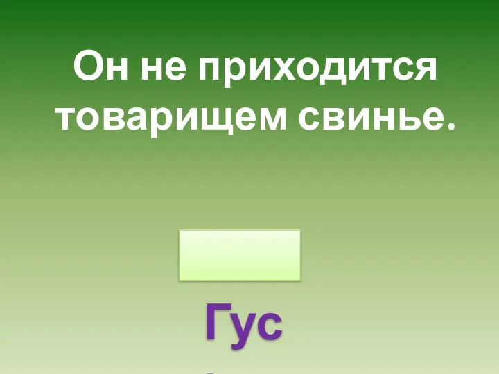 Он не приходится товарищем свинье. Гусь