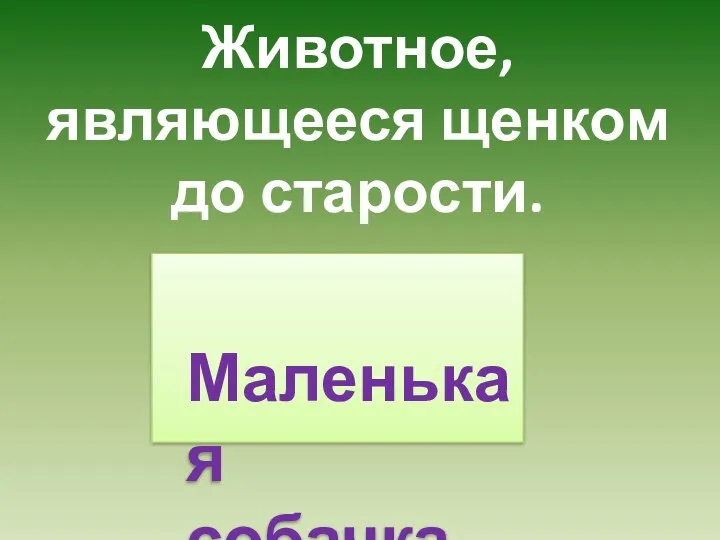 Животное, являющееся щенком до старости. Маленькая собачка.