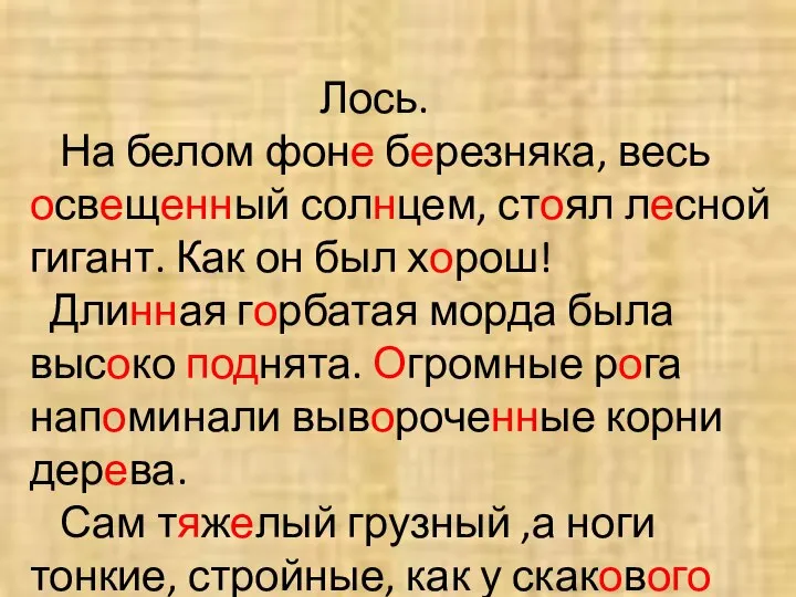 Лось. На белом фоне березняка, весь освещенный солнцем, стоял лесной гигант.