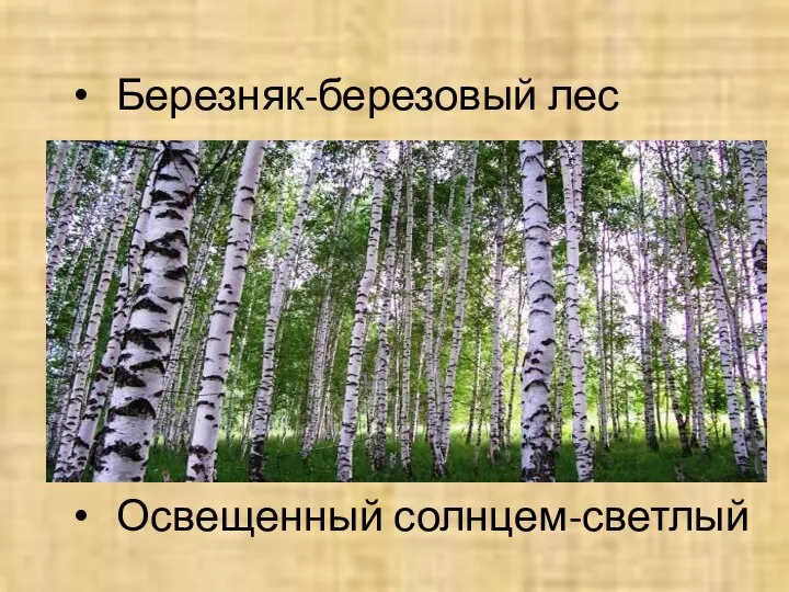 Березняк-березовый лес Освещенный солнцем-светлый Вывороченные корни Как у скакового коня