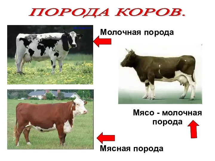 ПОРОДА КОРОВ. Молочная порода Мясная порода Мясо - молочная порода