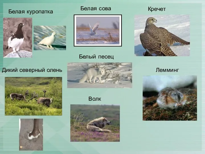 Белая куропатка Белая сова Лемминг Белый песец Кречет Дикий северный олень Волк