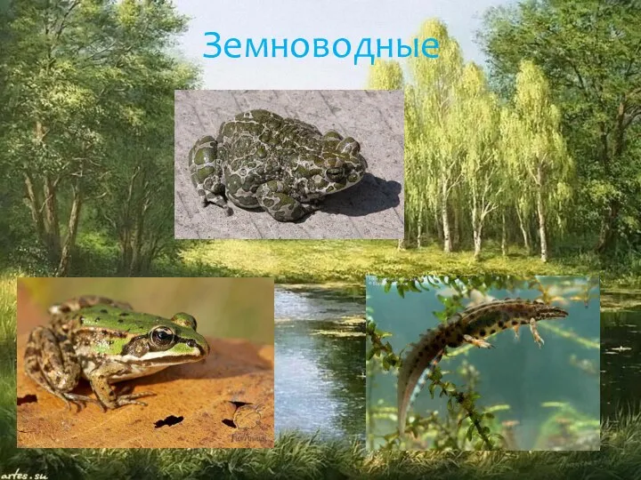 Земноводные