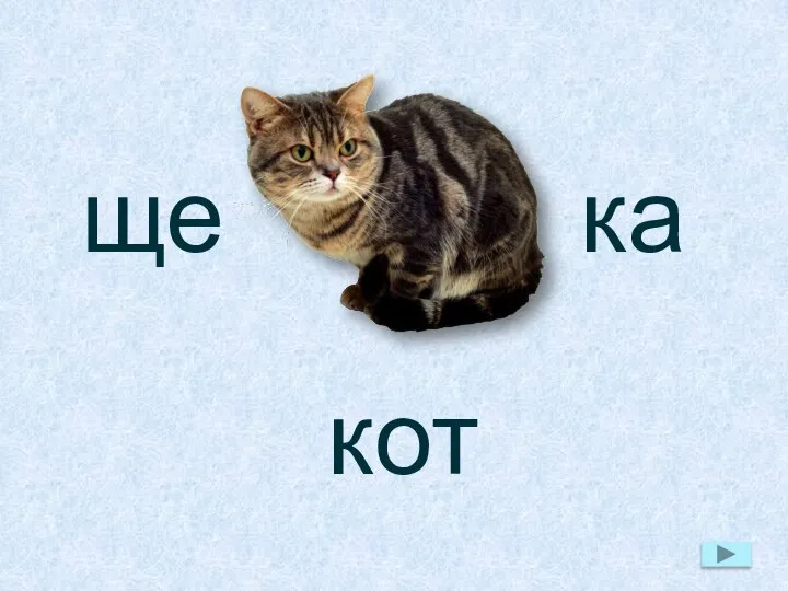 ще ка кот