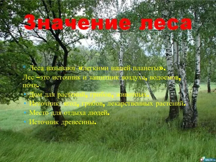 Леса называют «легкими нашей планеты». Лес –это источник и защитник воздуха,