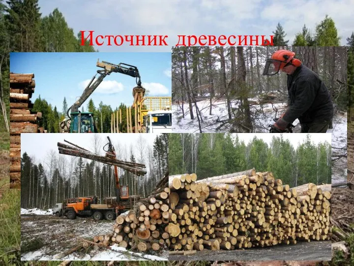 Источник древесины