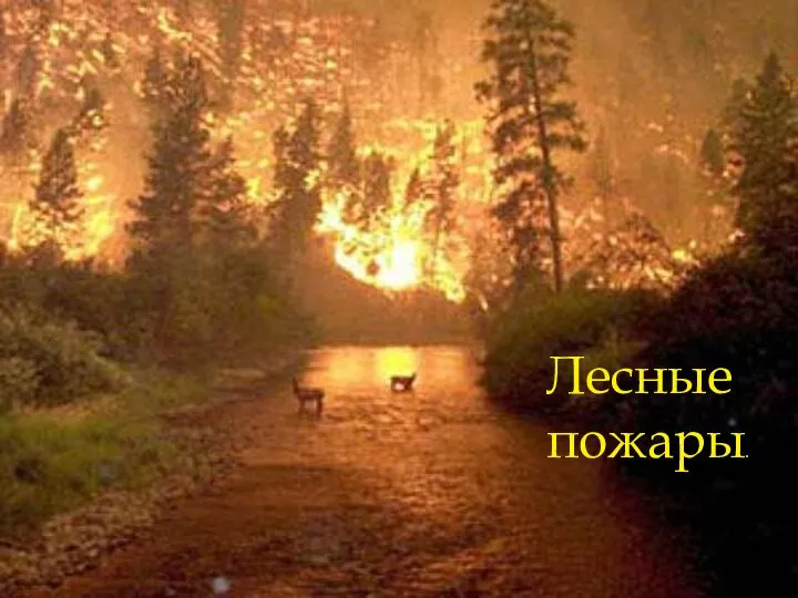Лесные пожары.