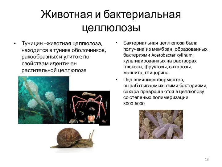 Животная и бактериальная целлюлозы Туницин –животная целлюлоза, находится в тунике оболочников,