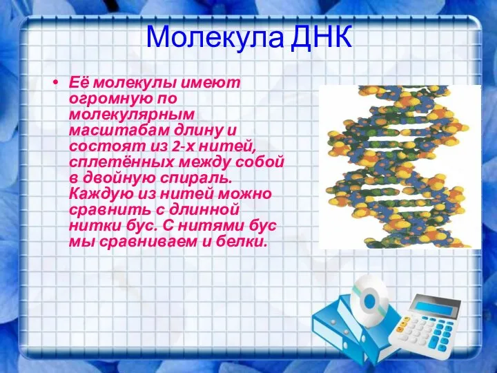 Молекула ДНК Её молекулы имеют огромную по молекулярным масштабам длину и