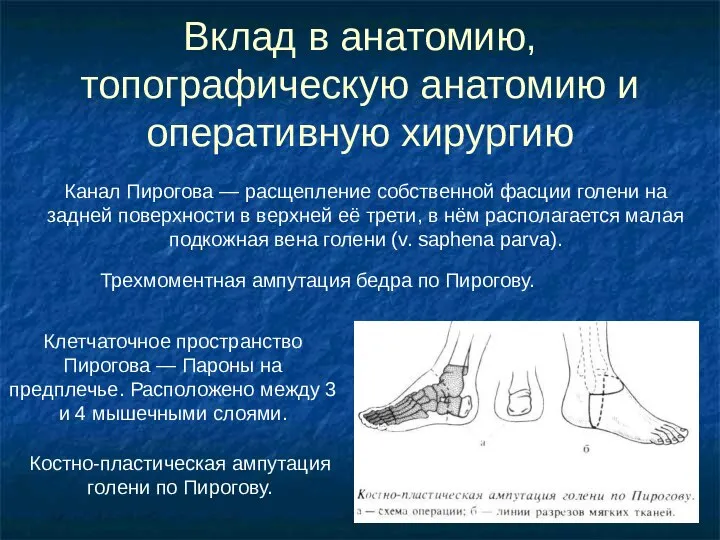 Вклад в анатомию, топографическую анатомию и оперативную хирургию Канал Пирогова —