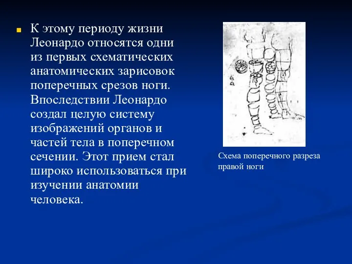 К этому периоду жизни Леонардо относятся одни из первых схематических анатомических