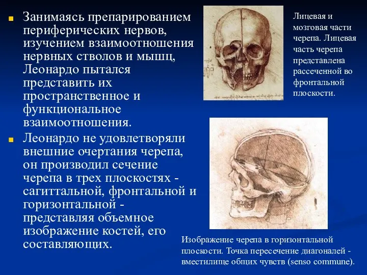 Занимаясь препарированием периферических нервов, изучением взаимоотношения нервных стволов и мышц, Леонардо