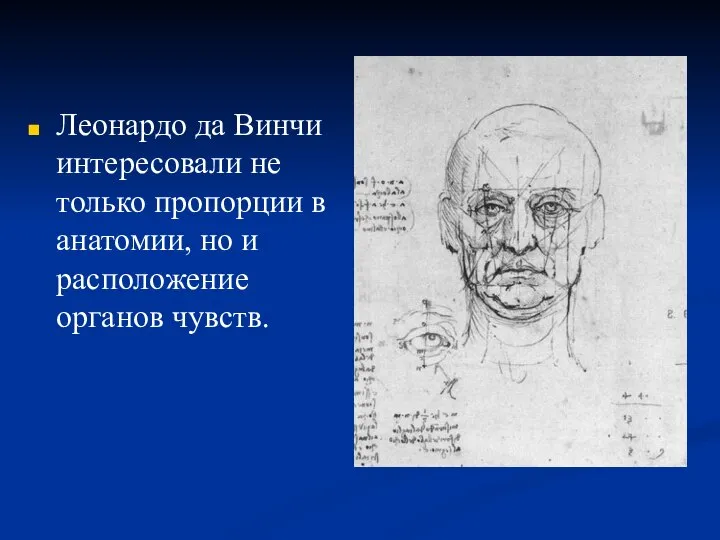 Леонардо да Винчи интересовали не только пропорции в анатомии, но и расположение органов чувств.