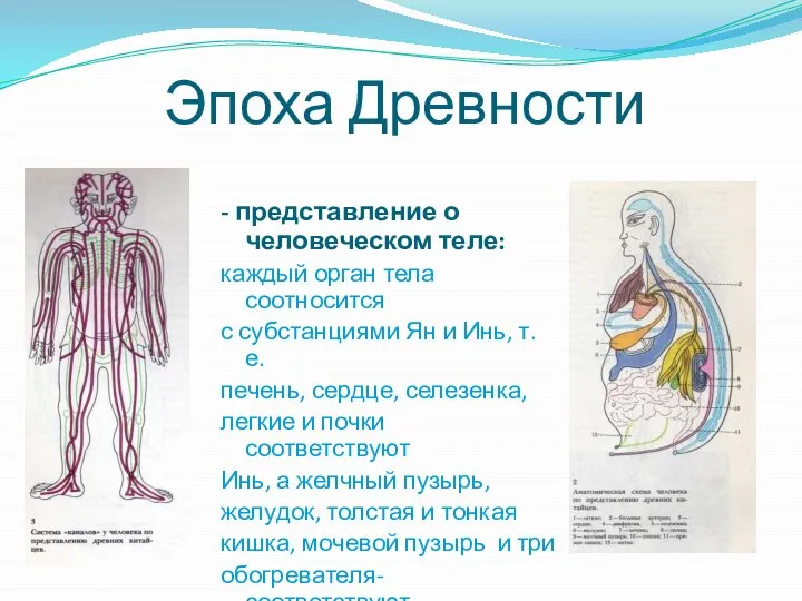 Эпоха Древности - представление о человеческом теле: каждый орган тела соотносится