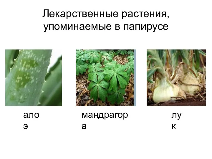 Лекарственные растения, упоминаемые в папирусе алоэ мандрагора лук