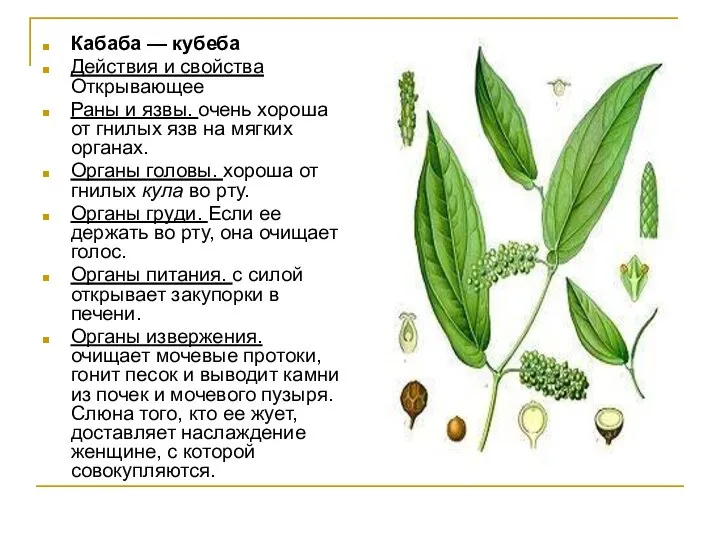 Кабаба — кубеба Действия и свойства Открывающее Раны и язвы. очень