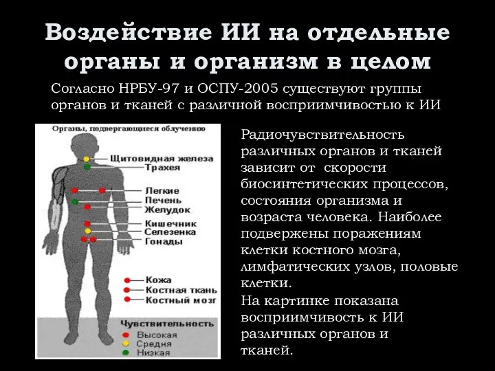 Воздействие ИИ на отдельные органы и организм в целом Радиочувствительность различных