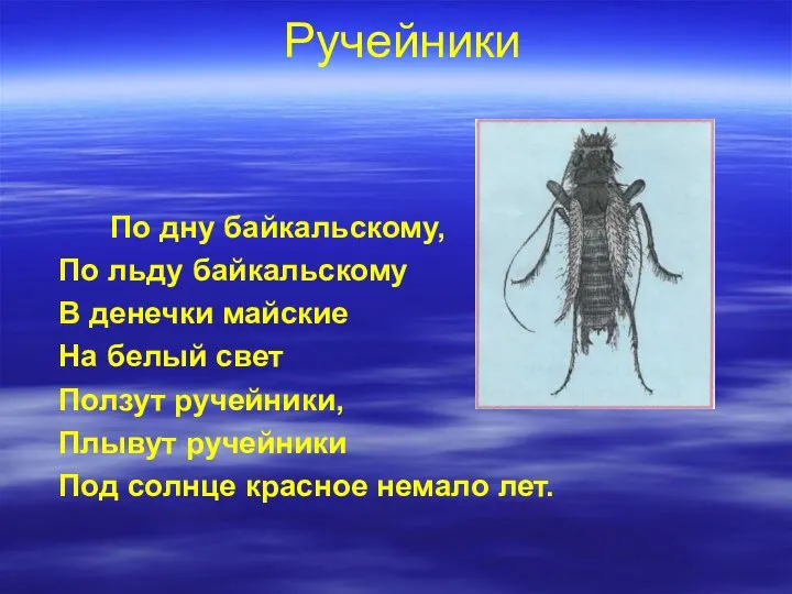 Ручейники По дну байкальскому, По льду байкальскому В денечки майские На