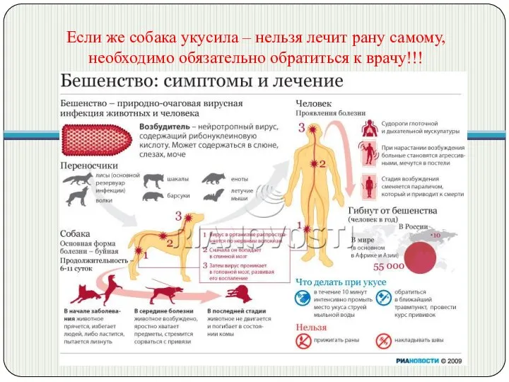 Если же собака укусила – нельзя лечит рану самому, необходимо обязательно обратиться к врачу!!!