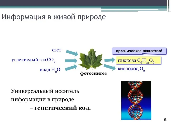 Информация в живой природе Универсальный носитель информации в природе – генетический