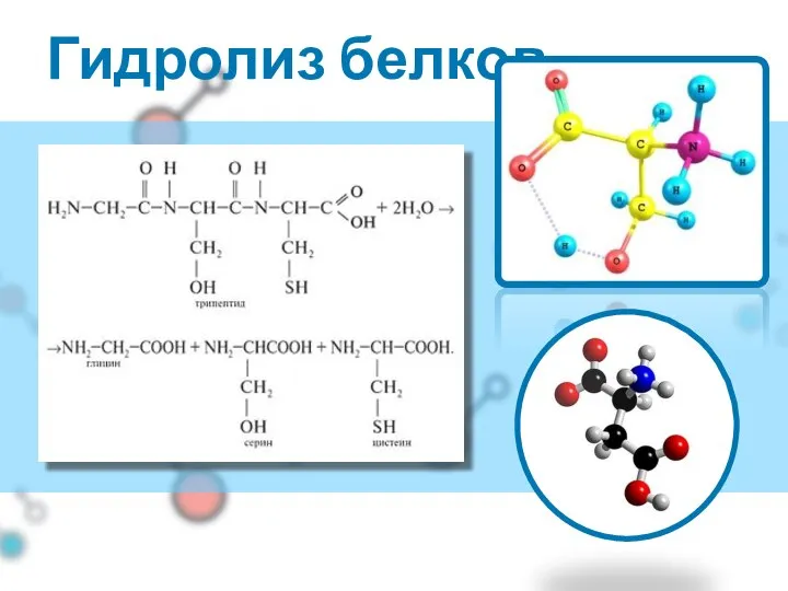 Гидролиз белков