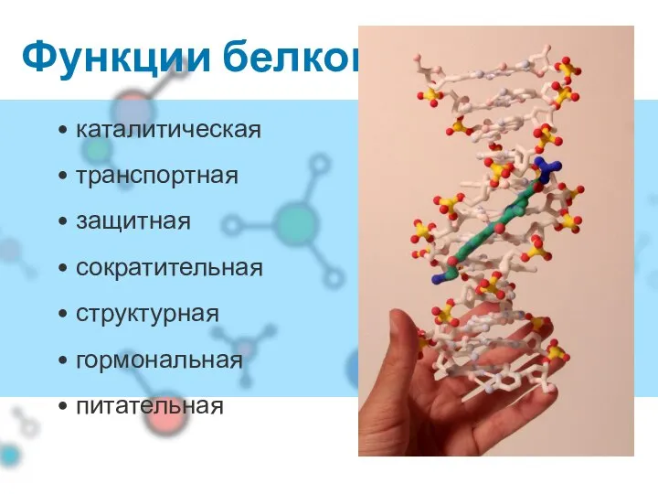 Функции белков каталитическая транспортная защитная сократительная структурная гормональная питательная